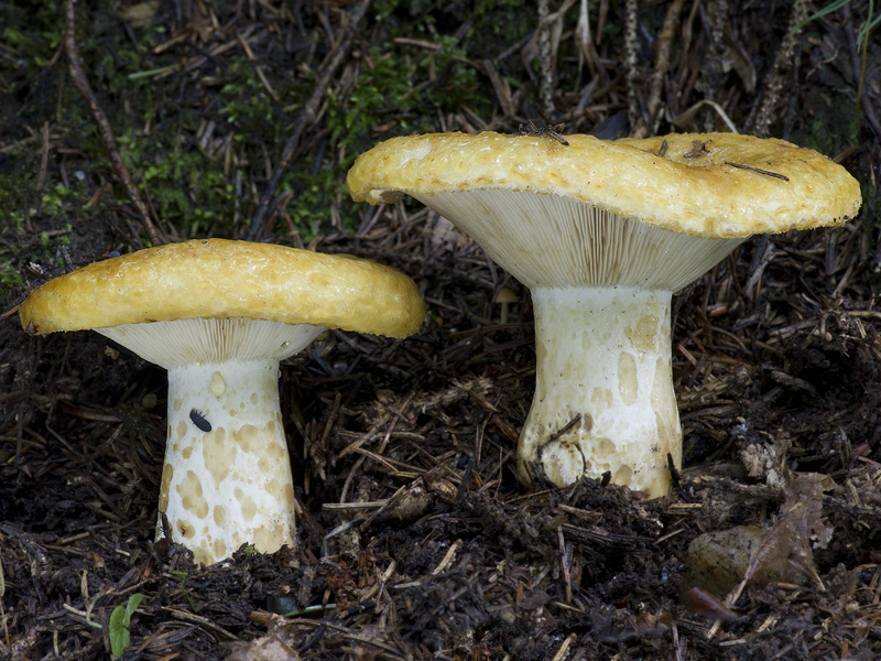 Lactarius scrobiculatus